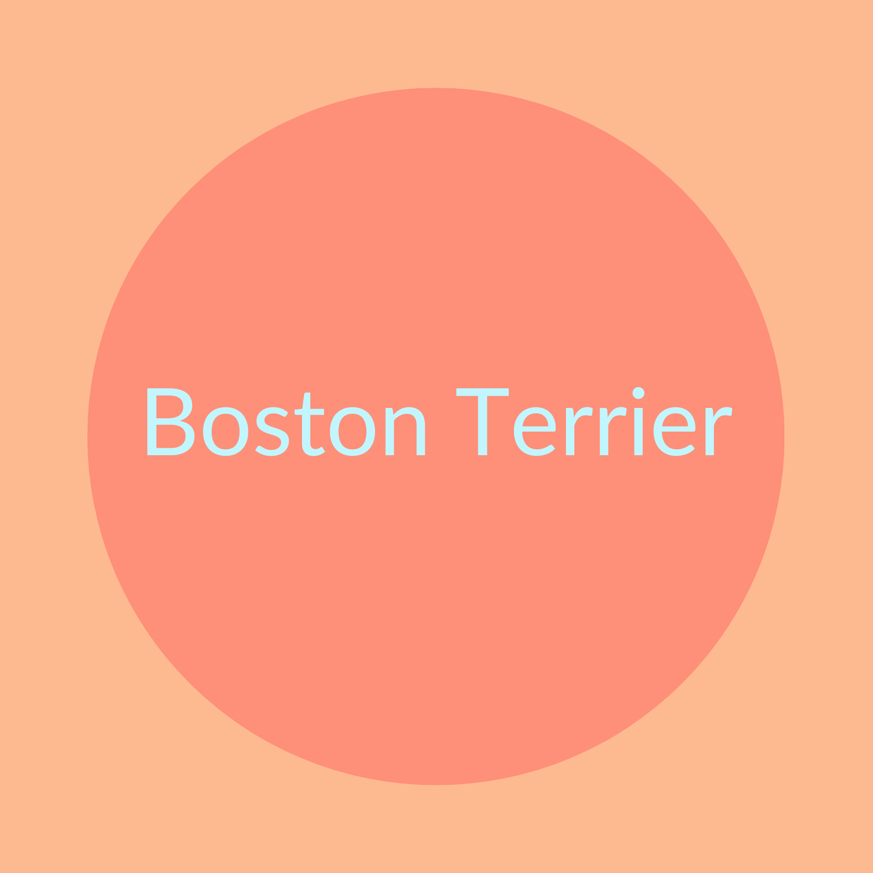 Der Boston Terrier