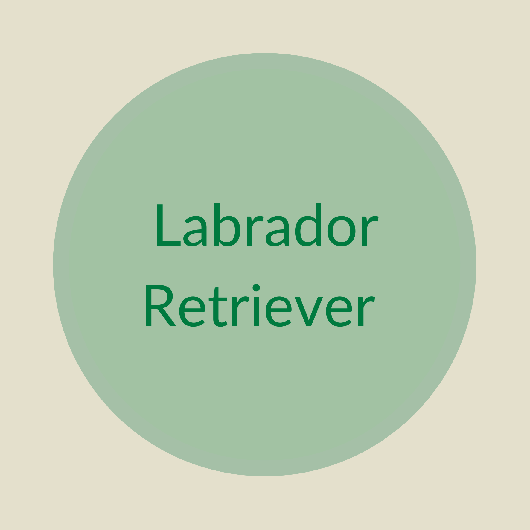 Der Labrador Retriever