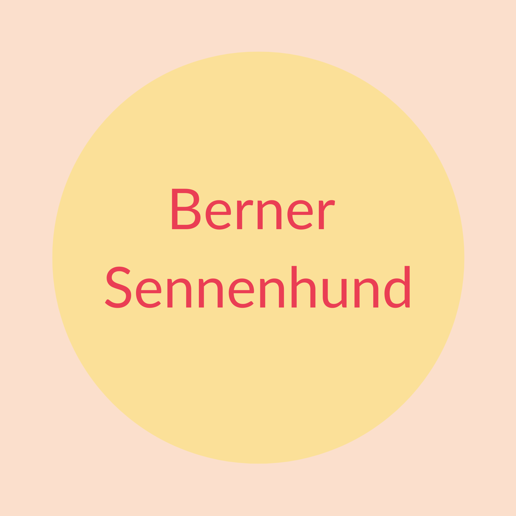 Berner Sennenhund