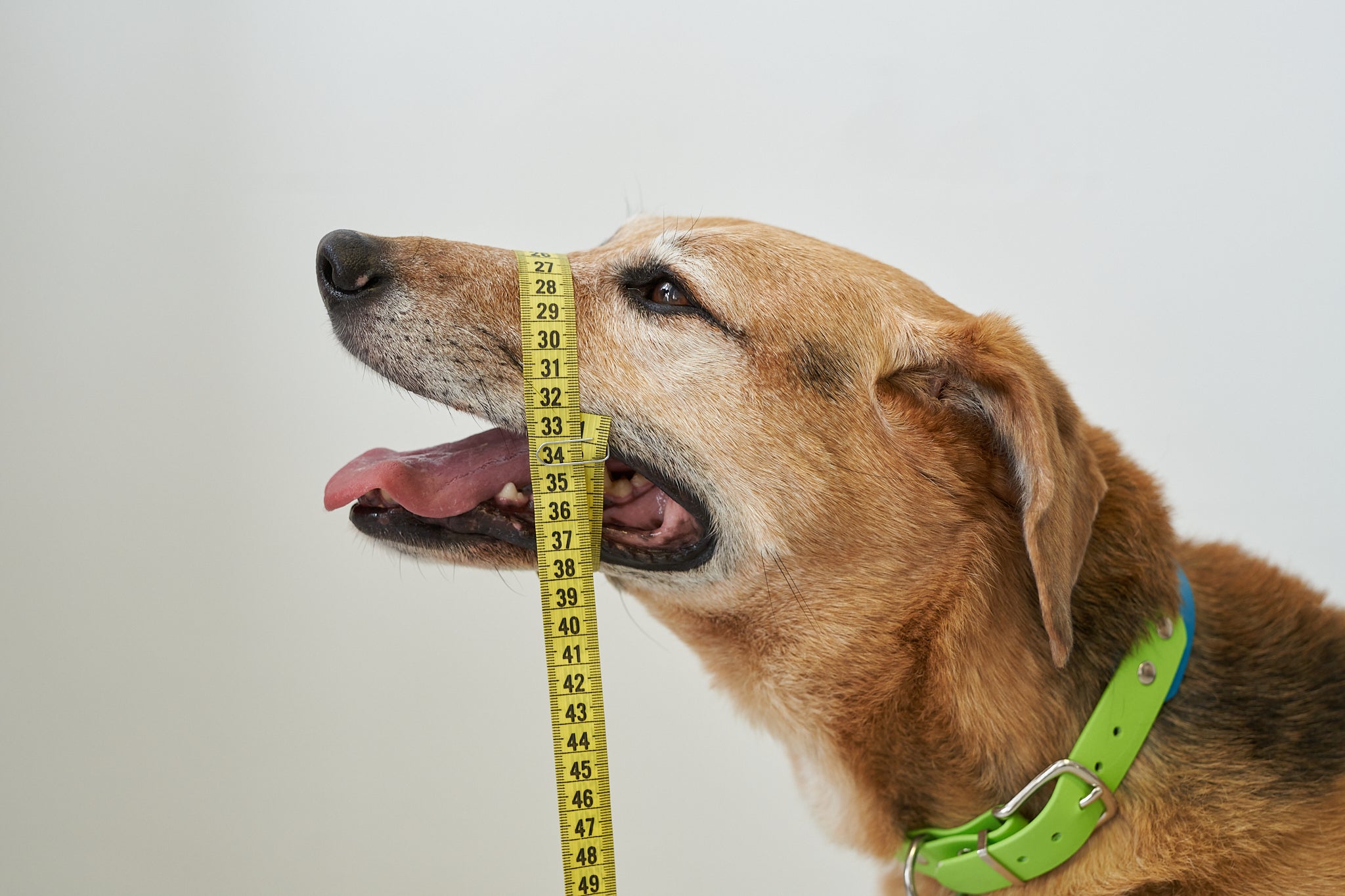 Maßband Training für das Abmessen der Hundeschnauze