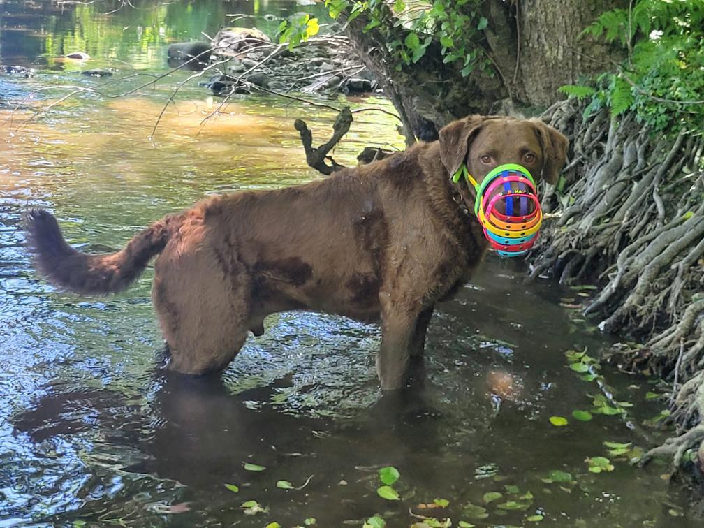 Sind BioThane Maulkörbe beissicher?