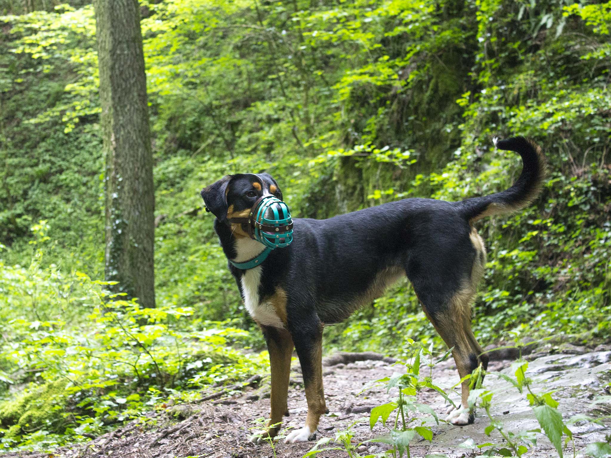 Hundeerziehung - Teil 1