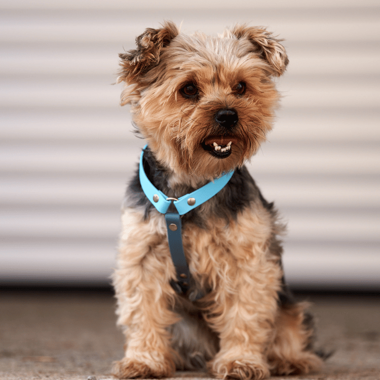 BUMAS BioThane® Elements Chest Harness