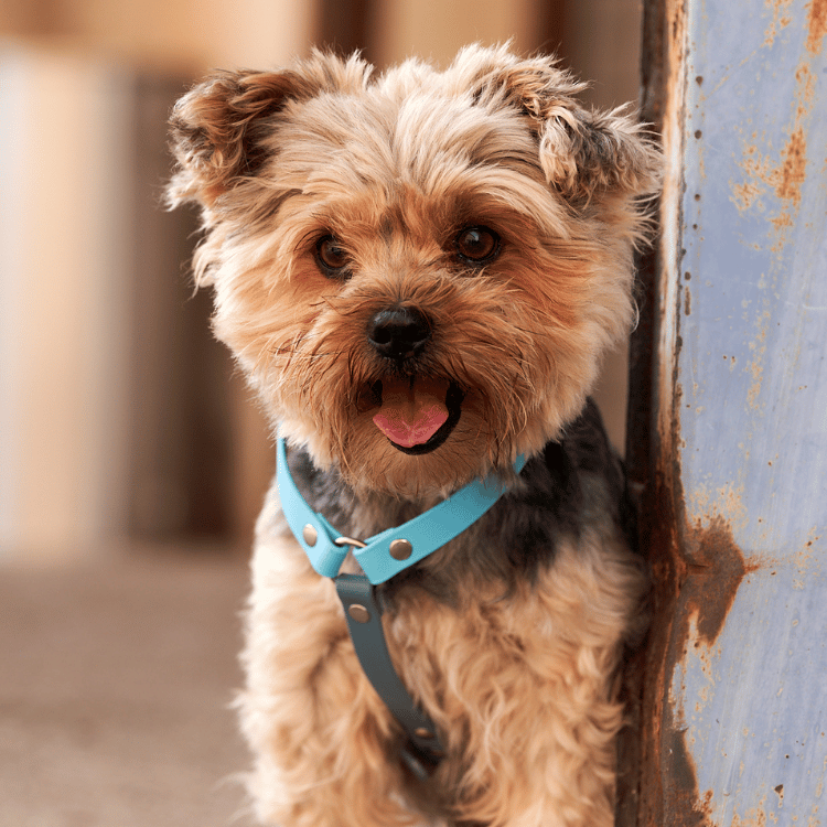 BUMAS BioThane® Elements Chest Harness