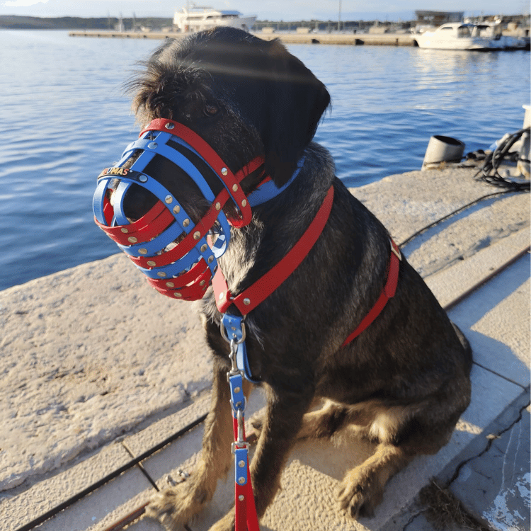 BUMAS BioThane® Elements Chest Harness