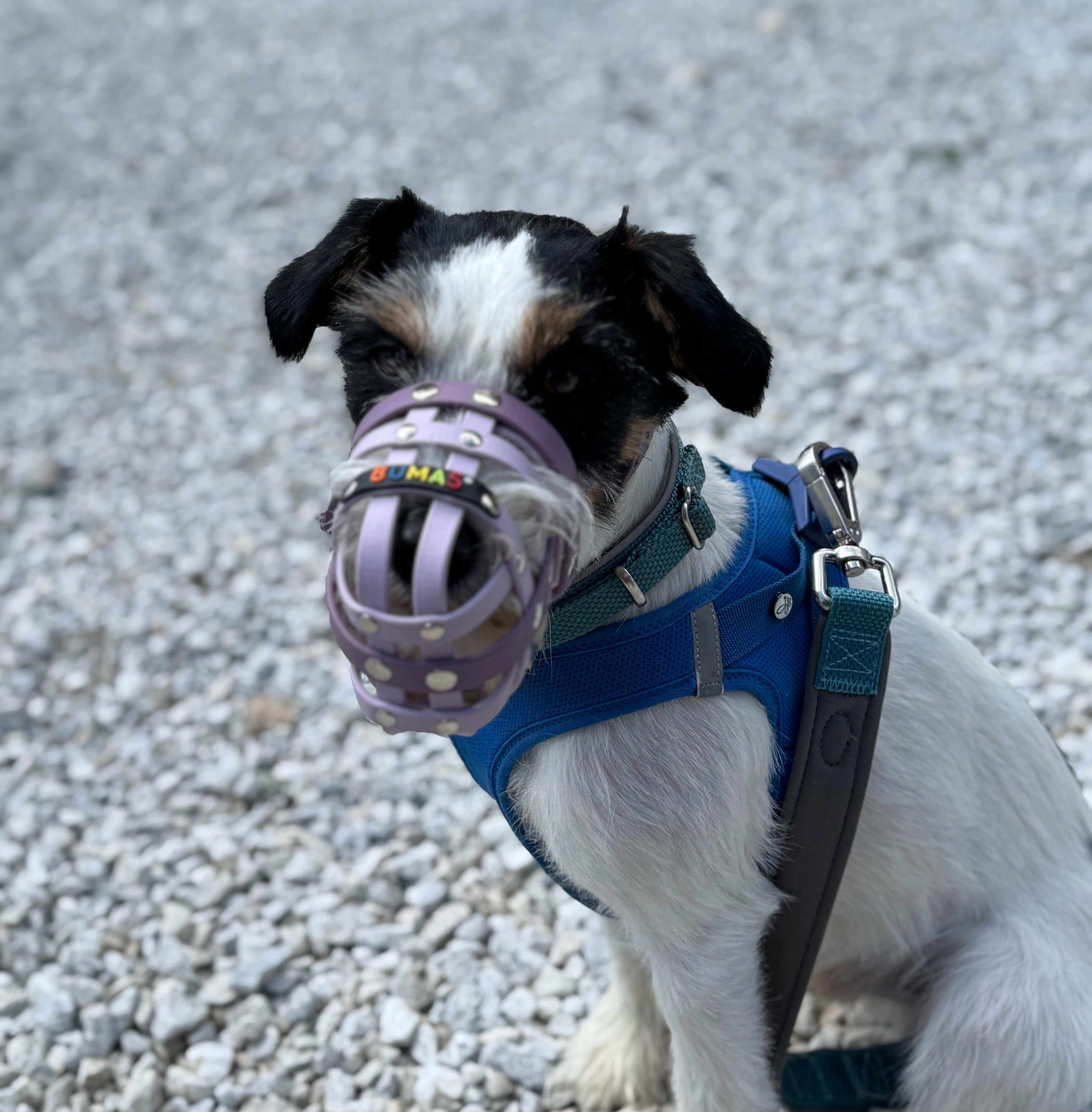 BUMAS Biothane Muzzle for Jack Russell Terriers