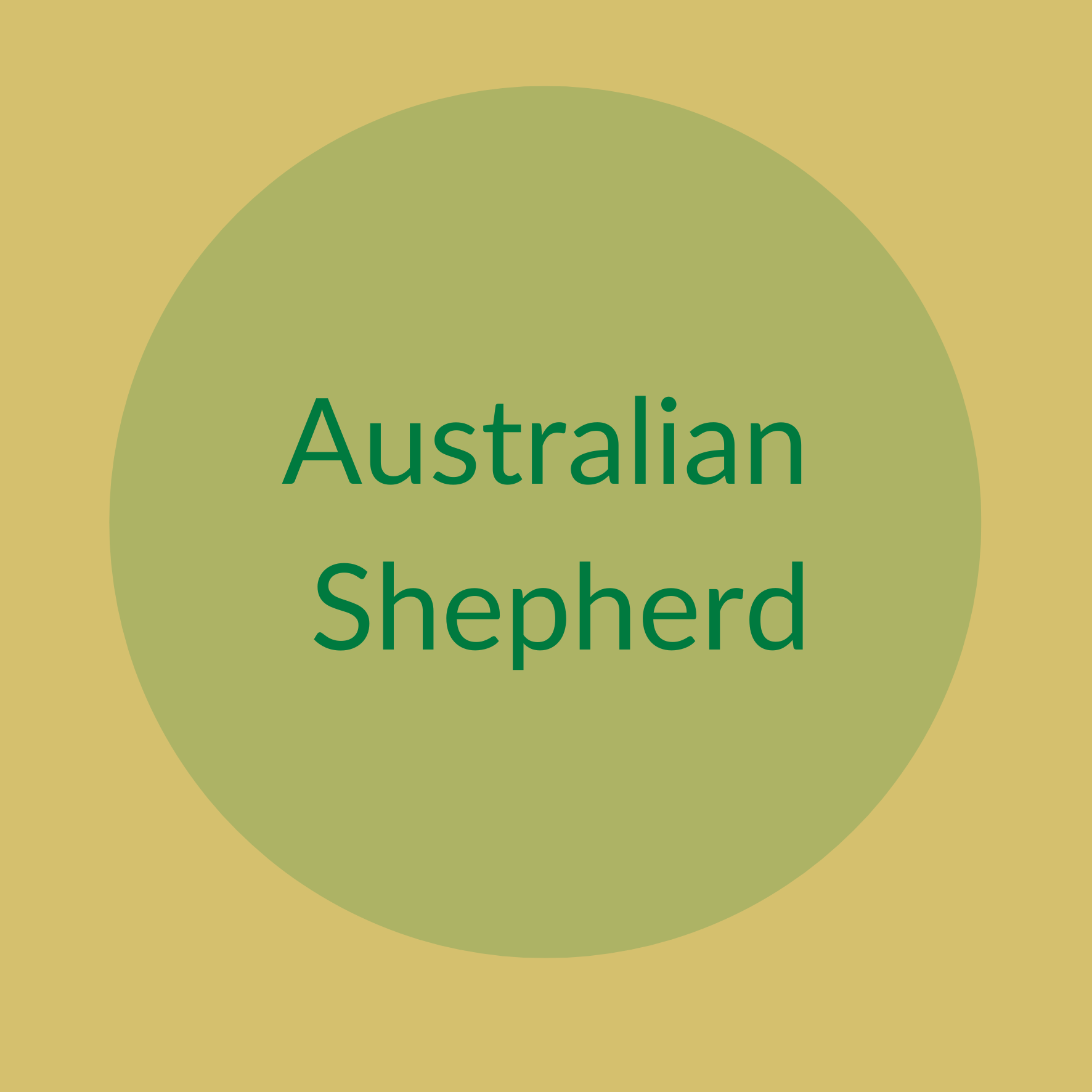 Australian Shepherd