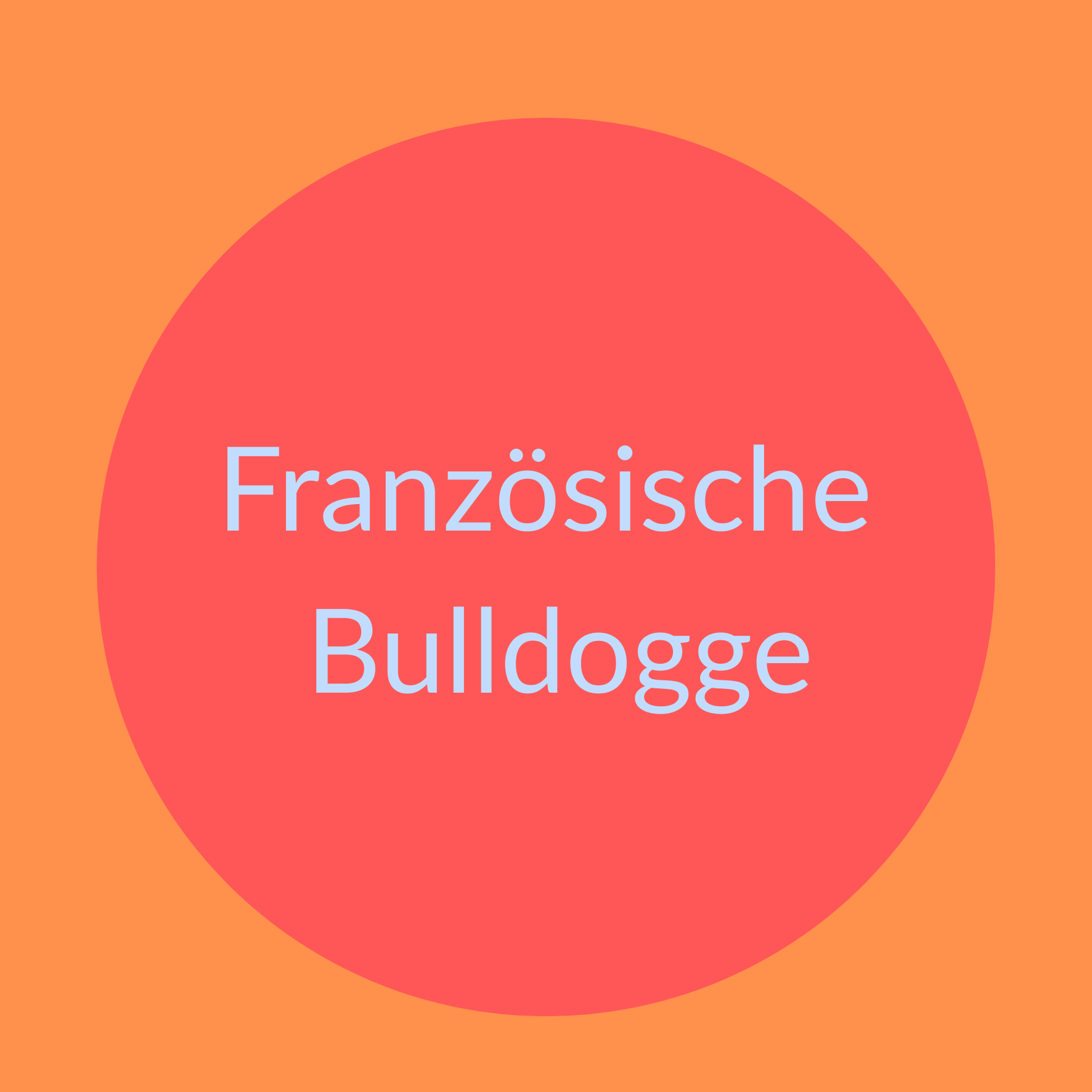 Die Französische Bulldogge