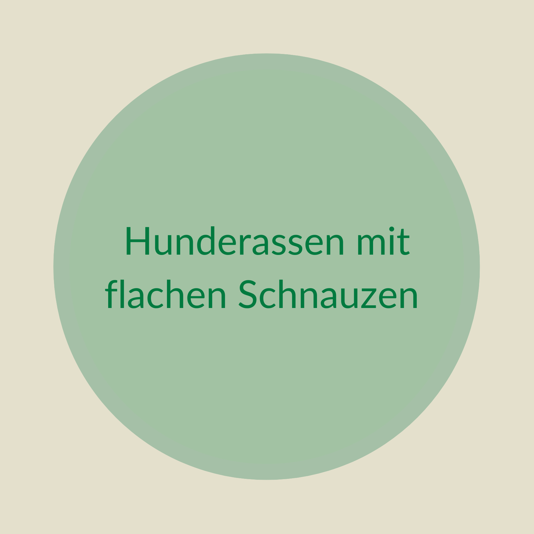 Hunderassen mit flachen Schnauzen