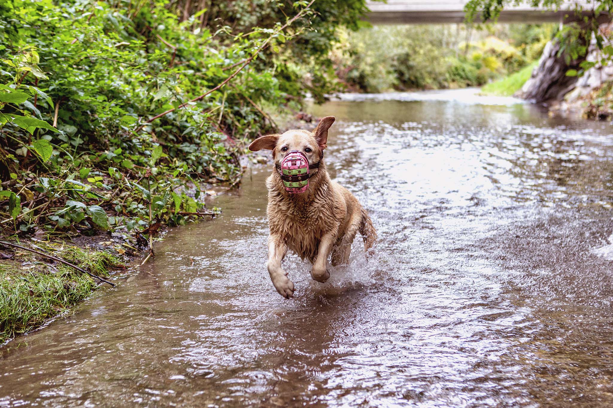 Hundeerziehung - Teil 2