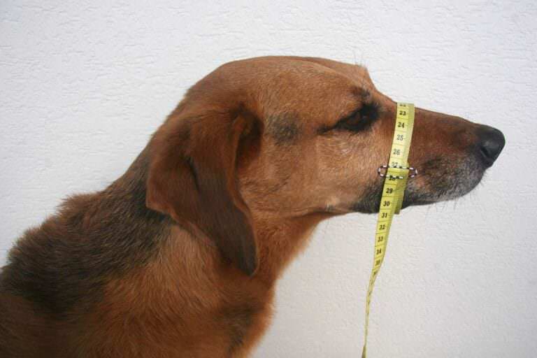 Richtig messen für deinen BUMAS Maulkorb