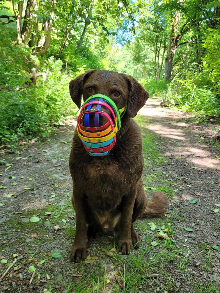 Hund mit buntem BUMAS Maulkorb