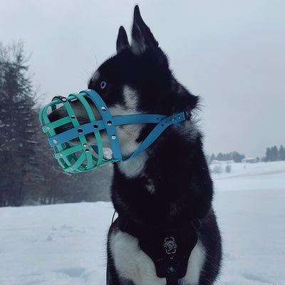BUMAS Biothane Muzzle for Siberian Husky