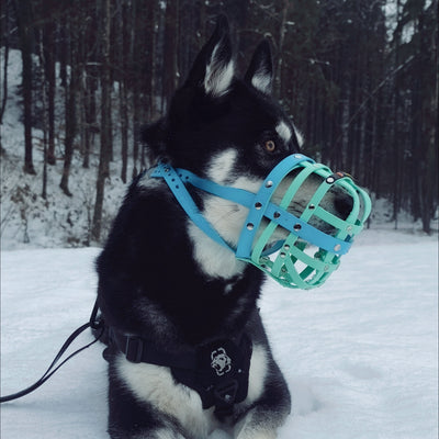 BUMAS Biothane Muzzle for Siberian Husky