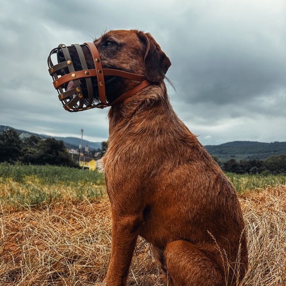 BUMAS Biothane® Maulkorb nach Maß