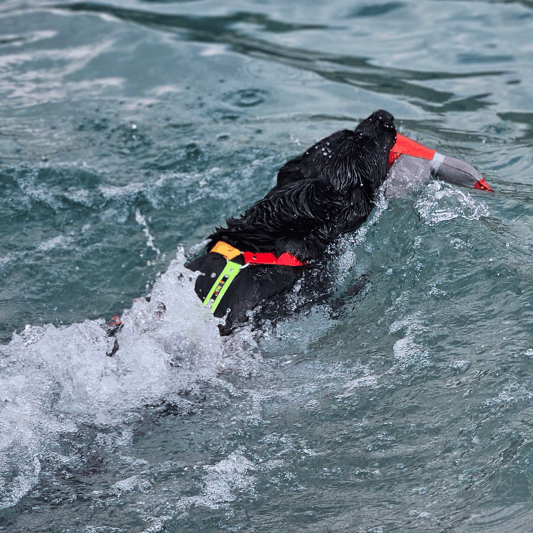 BUMAS Biothane® Brustgeschirr Elements