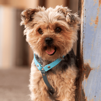 BUMAS Biothane® Brustgeschirr Elements