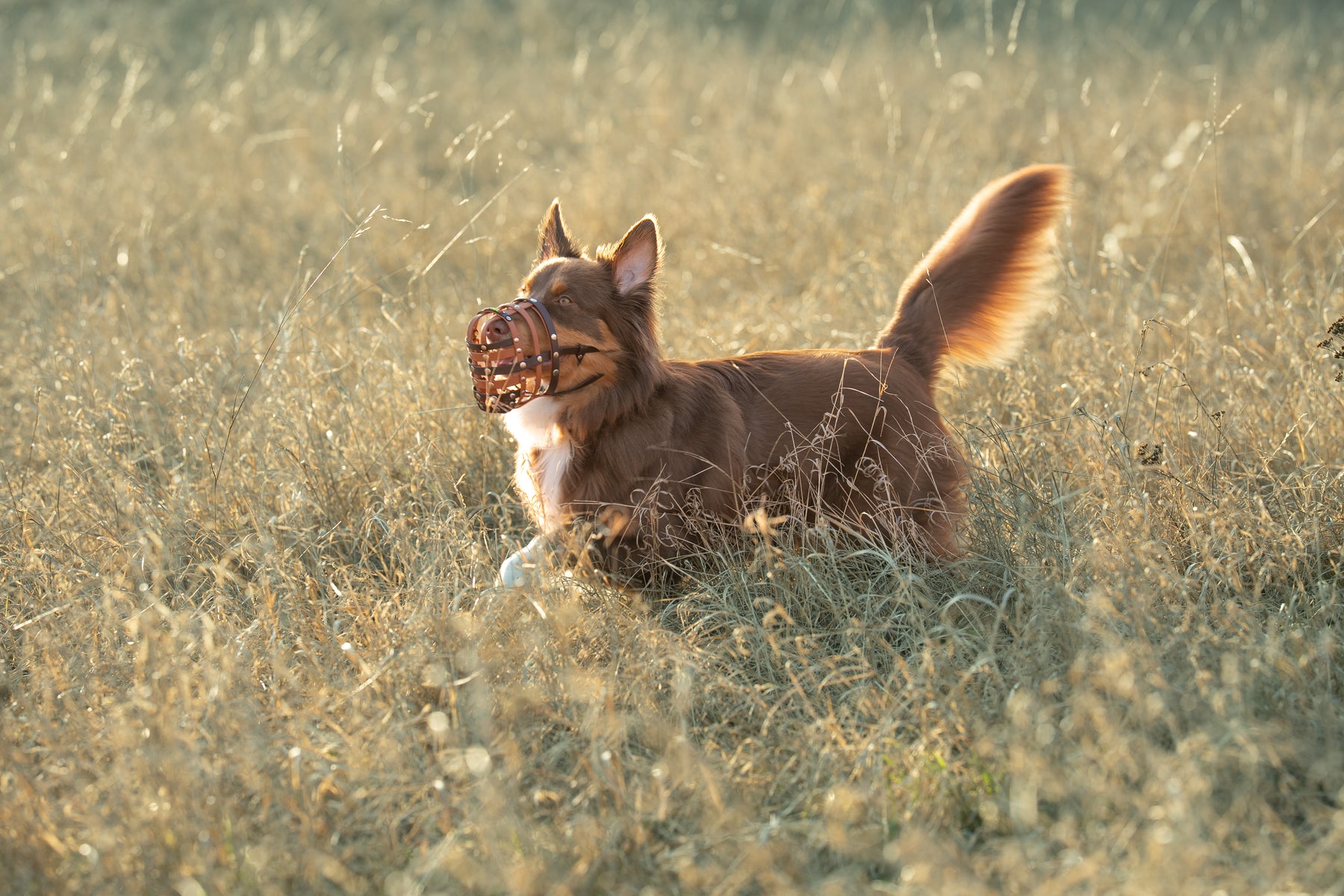 Hund mit BUMAS Maulkorb