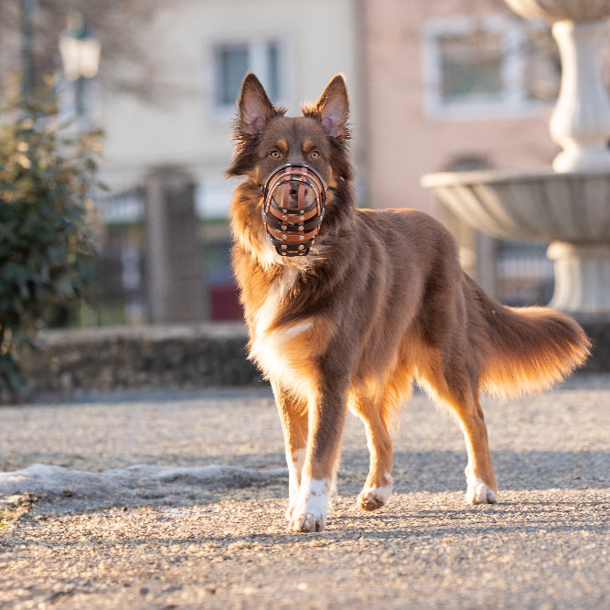 BUMAS Biothane Muzzle for Australian Shepherds