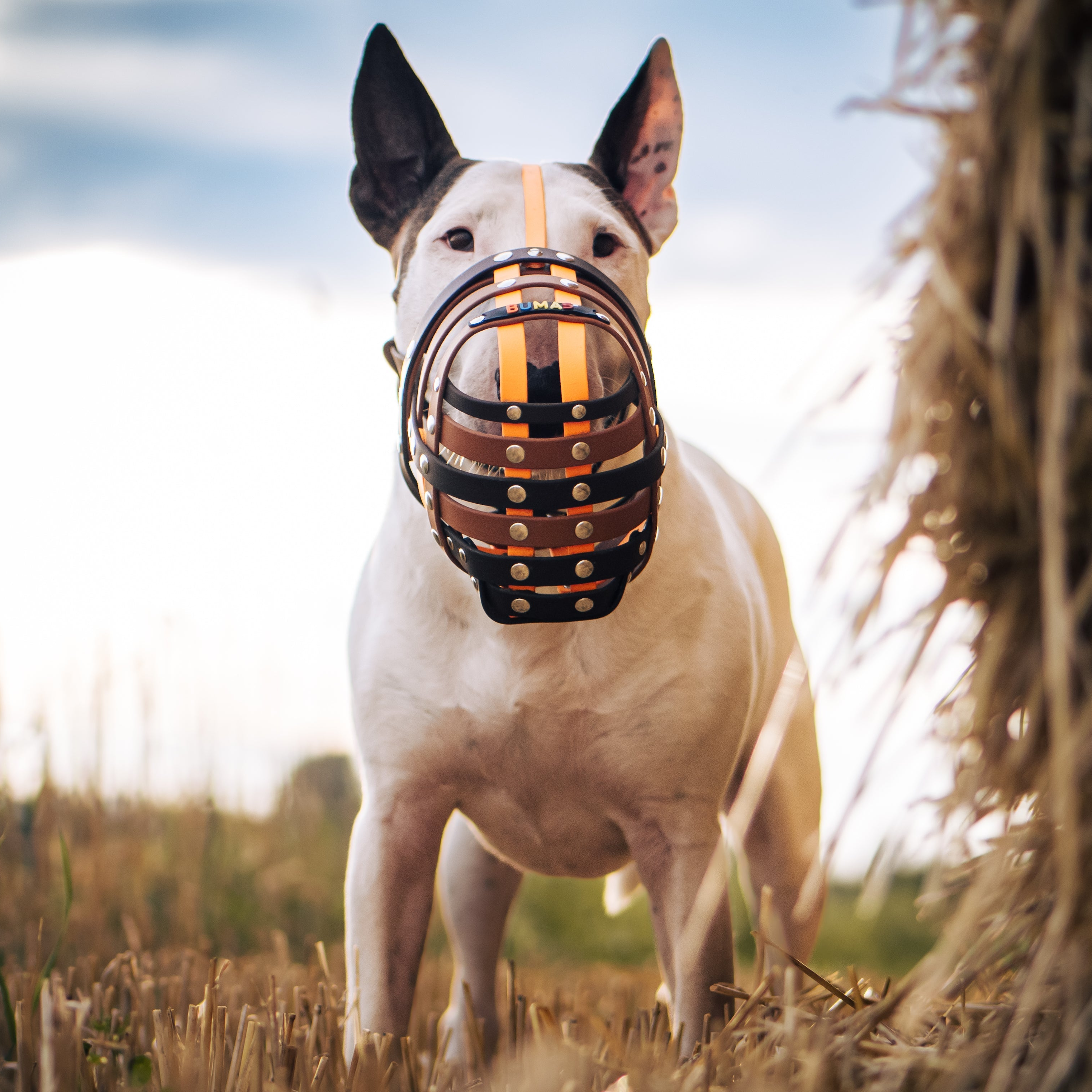 BUMAS Biothane® Maulkorb nach Maß