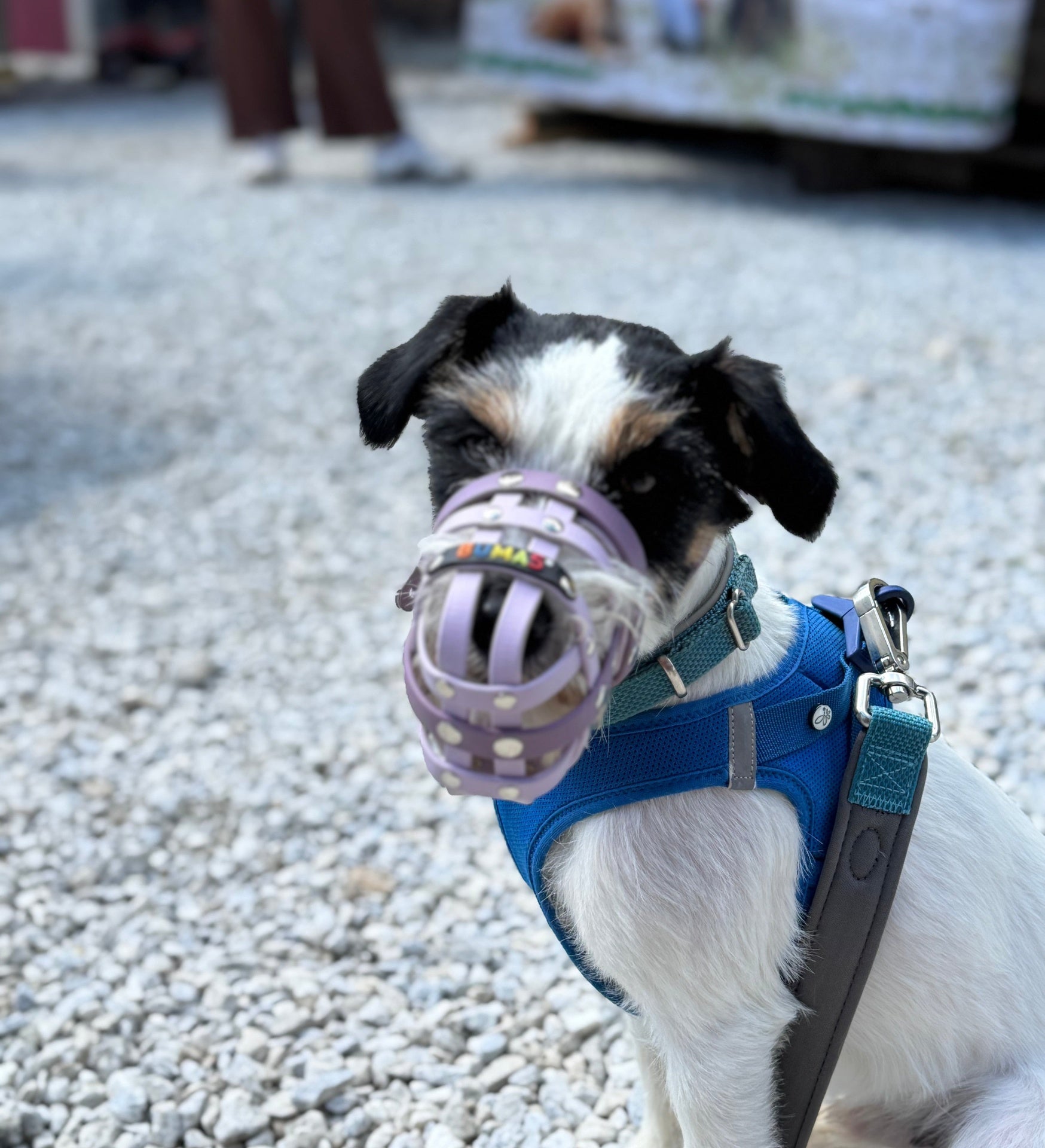 BUMAS Biothane Muzzle for Jack Russell Terriers