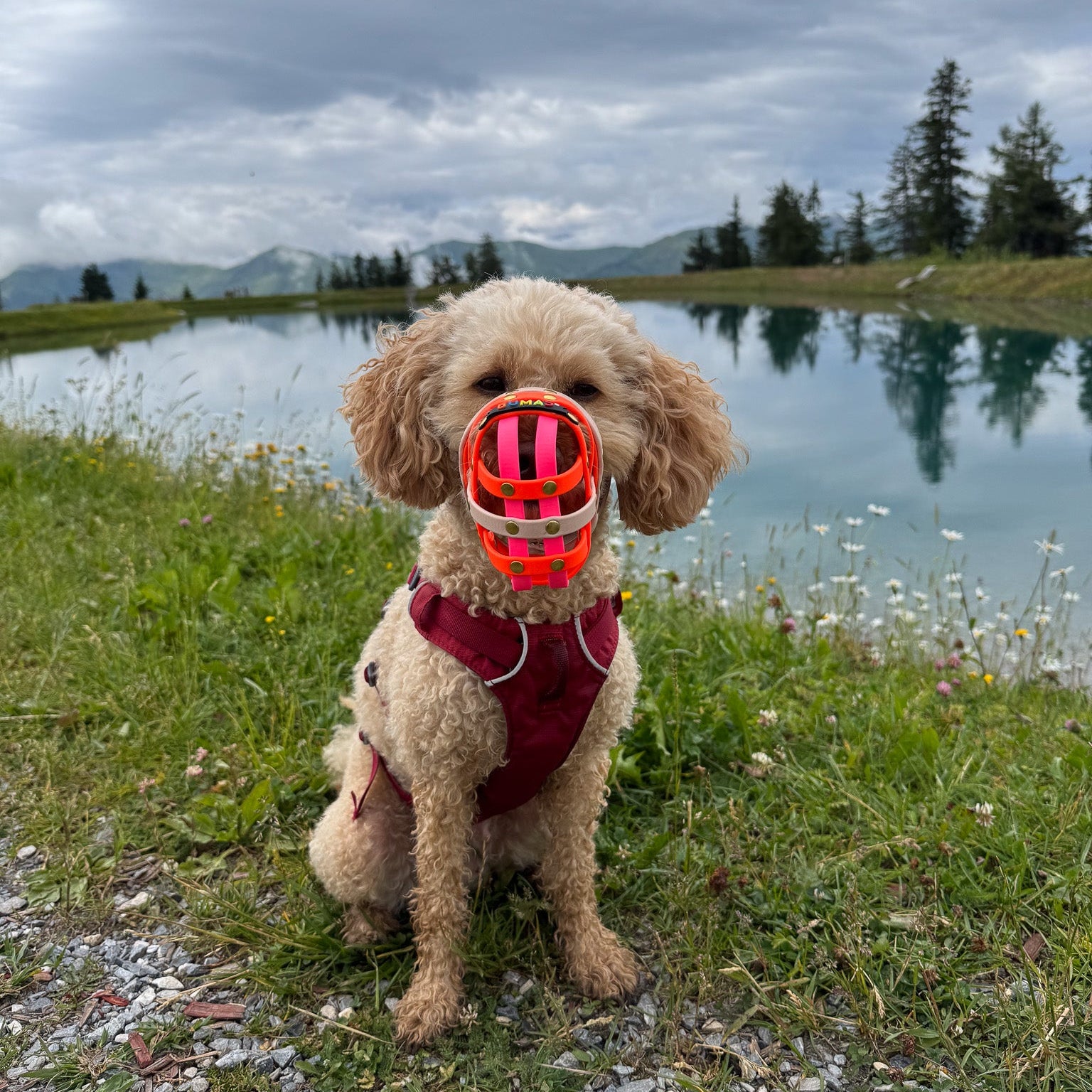 BUMAS Biothane® Maulkorb nach Maß