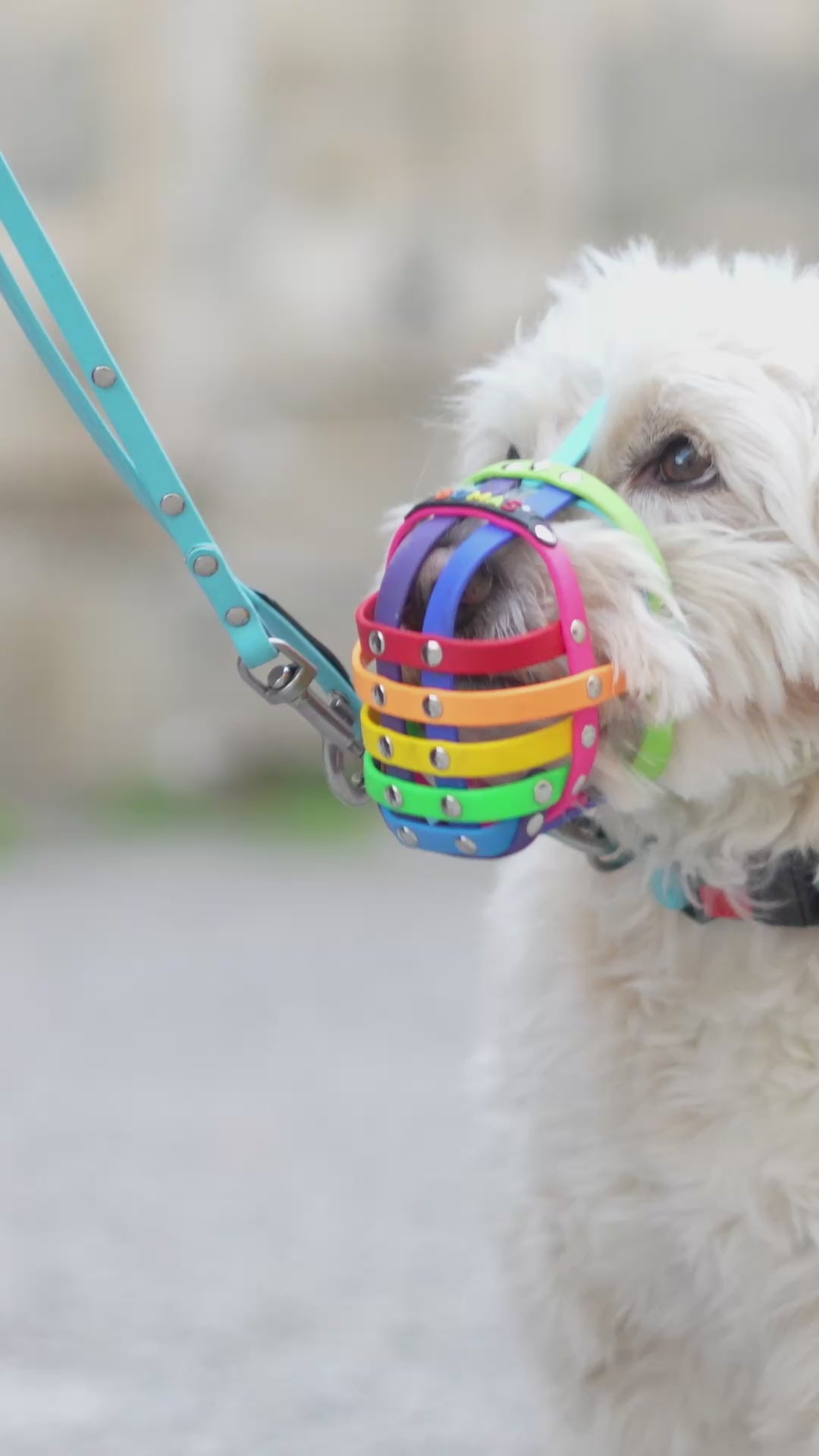 Video laden: Conny Sporrer, Hundetrainerin ist von BUMAS Maulkörben überzeugt.