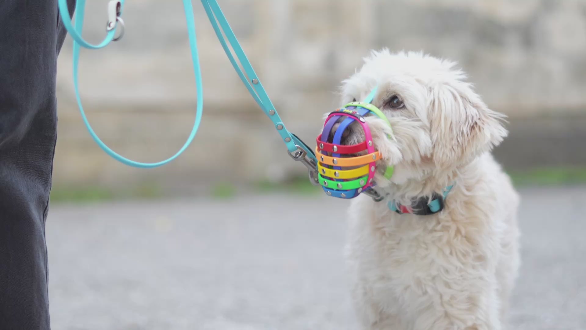 Video laden: Conny Sporrer, Hundetrainerin ist von BUMAS Maulkörben überzeugt.
