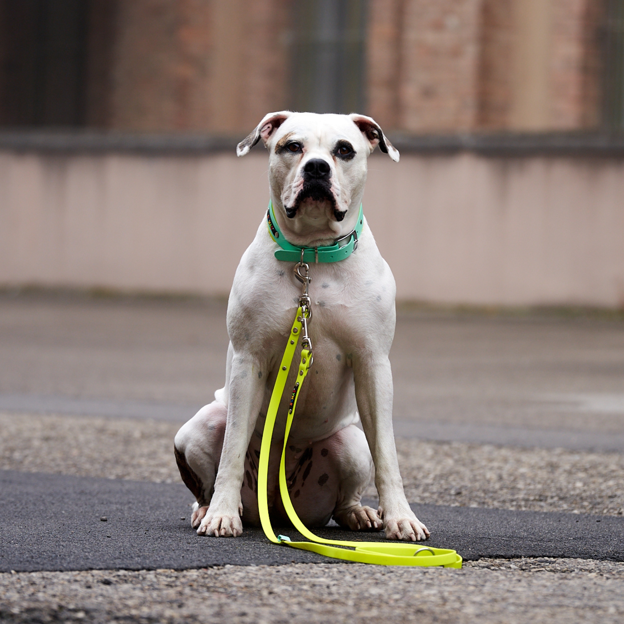 BUMAS Biothane® Collar Elements BUMAS Biothane® Collar Elements