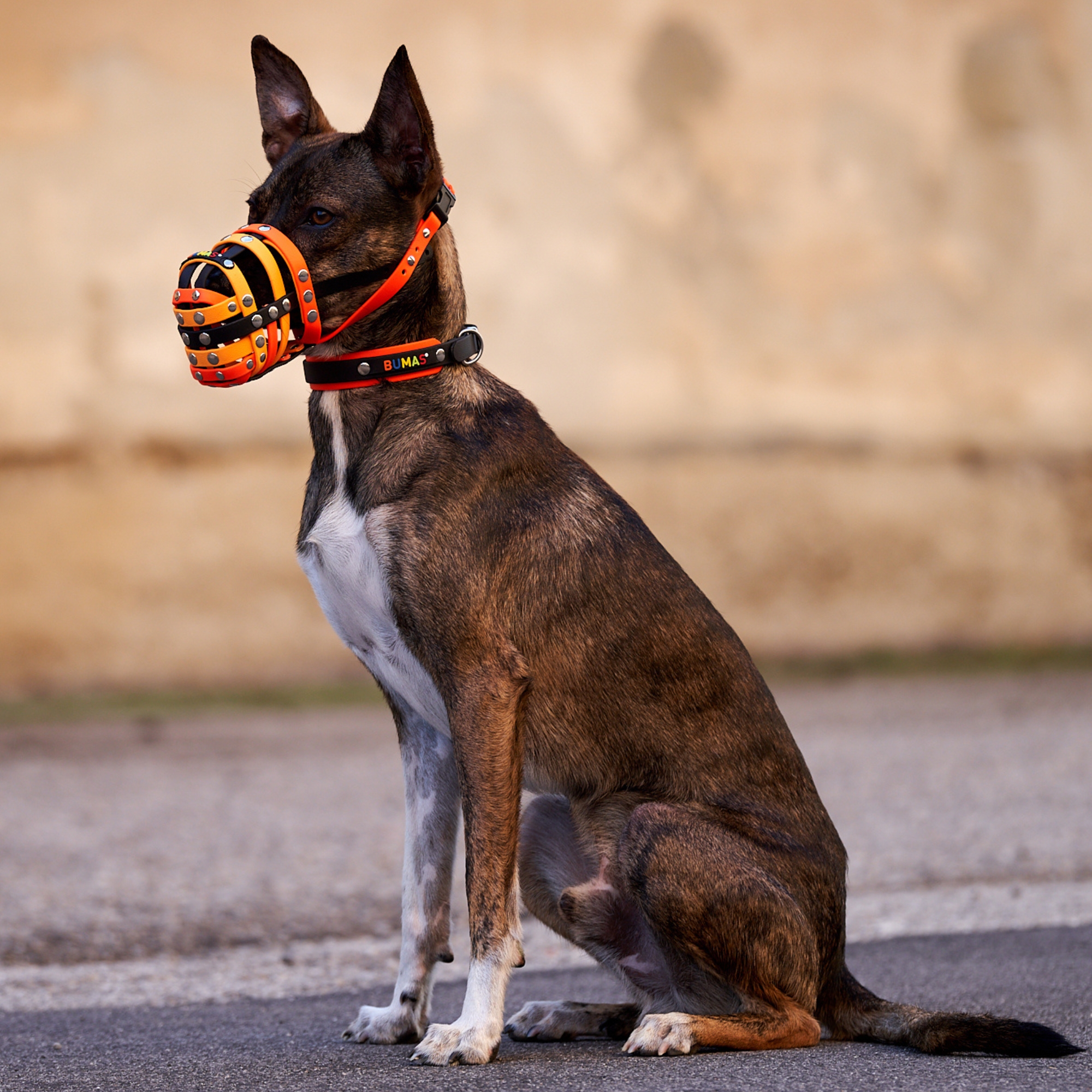 BUMAS Biothane® Collar Elements BUMAS Biothane® Collar Elements