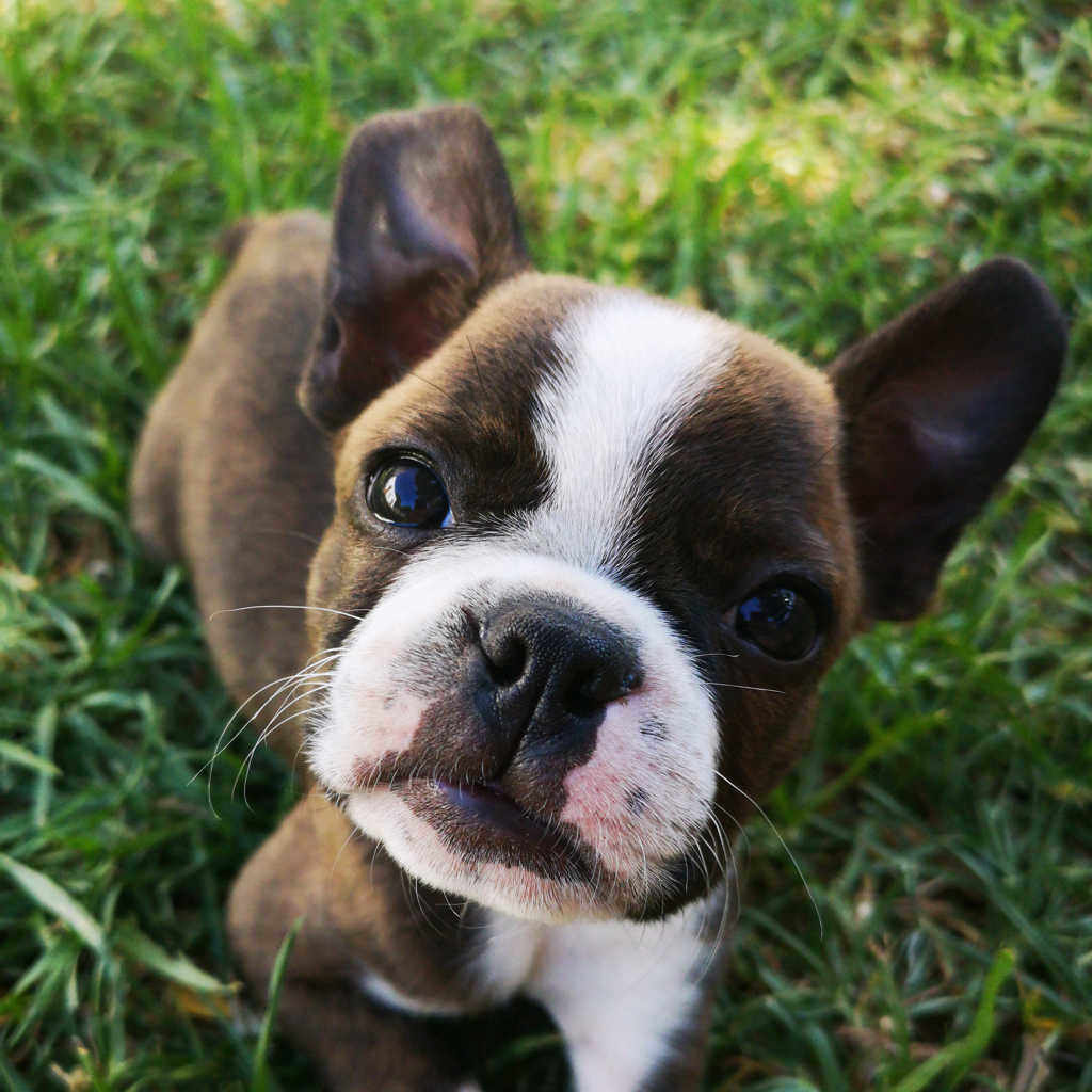 can you muzzle a boston terrier