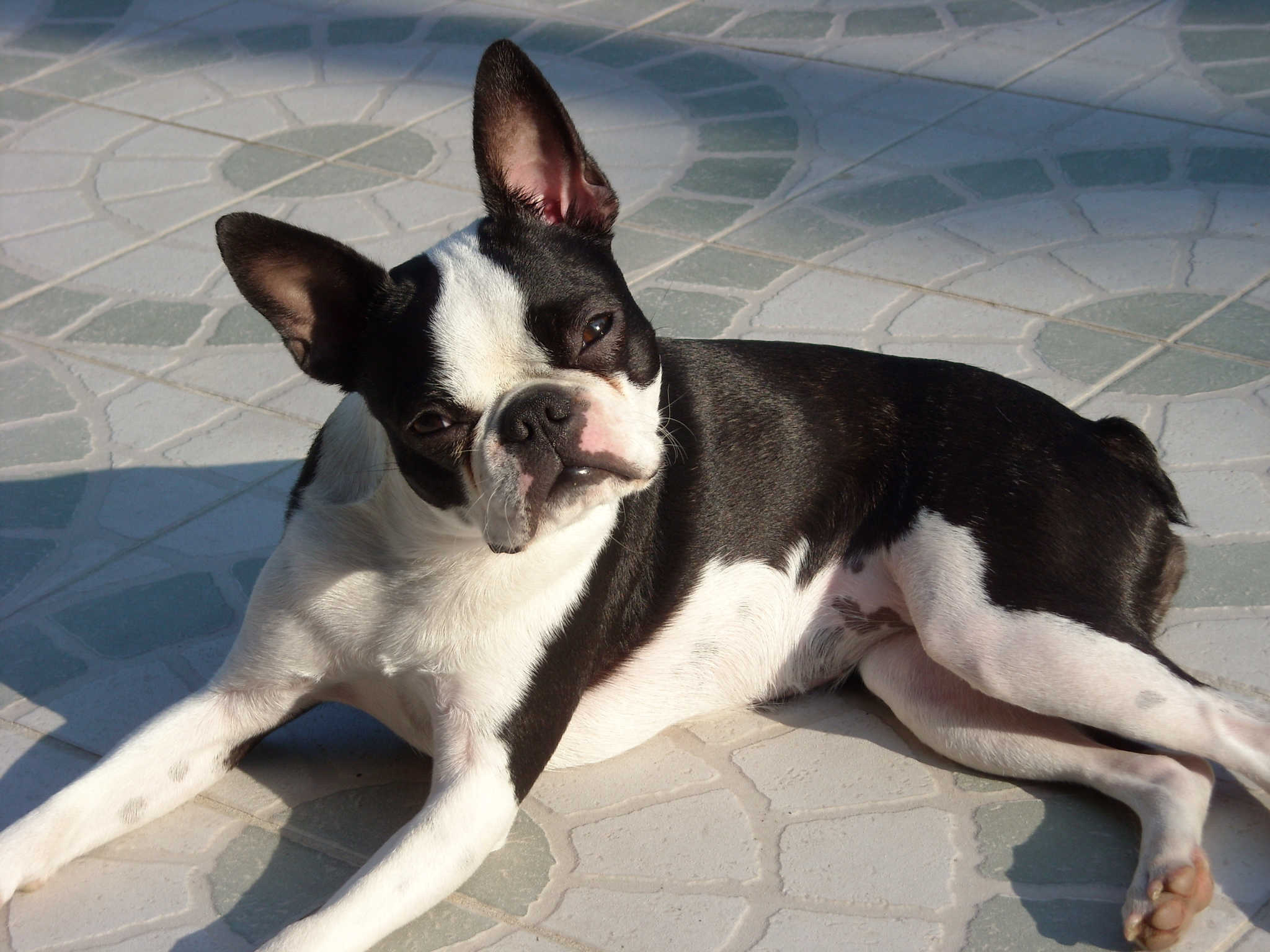 is my dog a boston terrier or a french bulldog