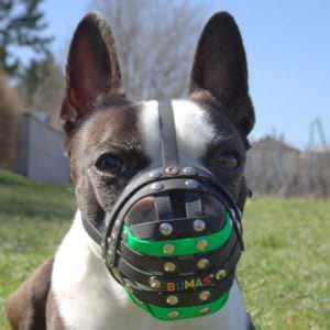 can you muzzle a boston terrier